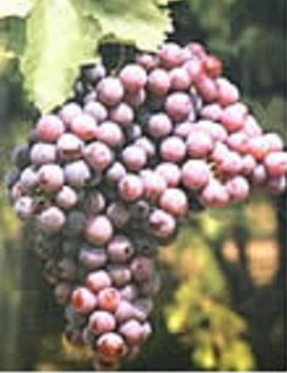 Foto UVA DE MESA PERLON [RI]