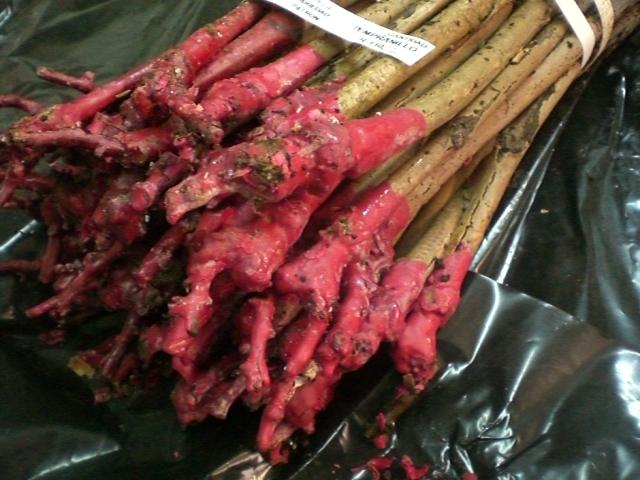 Foto UVA DE VINIFICACION PRIETO PICUDO