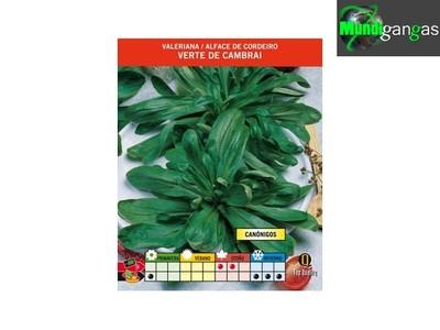 Foto Valeriana Verte De Cambrai