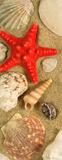 Foto Vinilos Decorativos - Puertas Deco - Red starfish