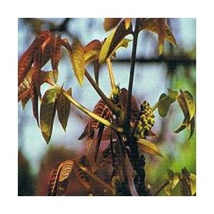 Foto Walnut bach flower remedy 10ml
