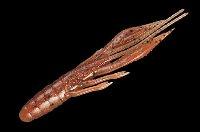 Foto waver shrimp - waver shrimp ebimiso red flake