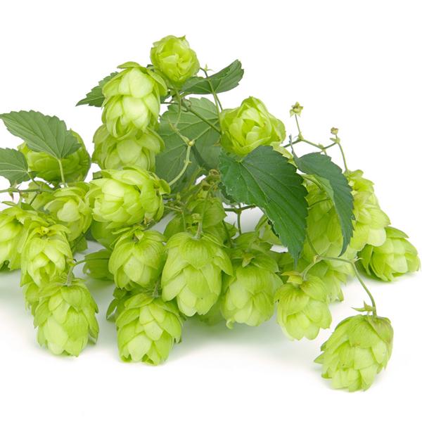 Foto WGV - Whitbread Golding Variety (UK) - 100g