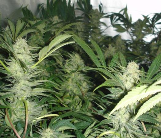 Foto White Widow - 3 o 5 Semillas Feminizadas