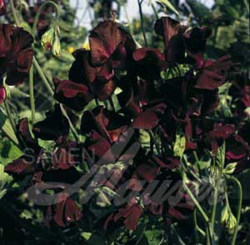 Foto Wicke, Edelwicke 'Midnight' - Lathyrus odoratus - Samen