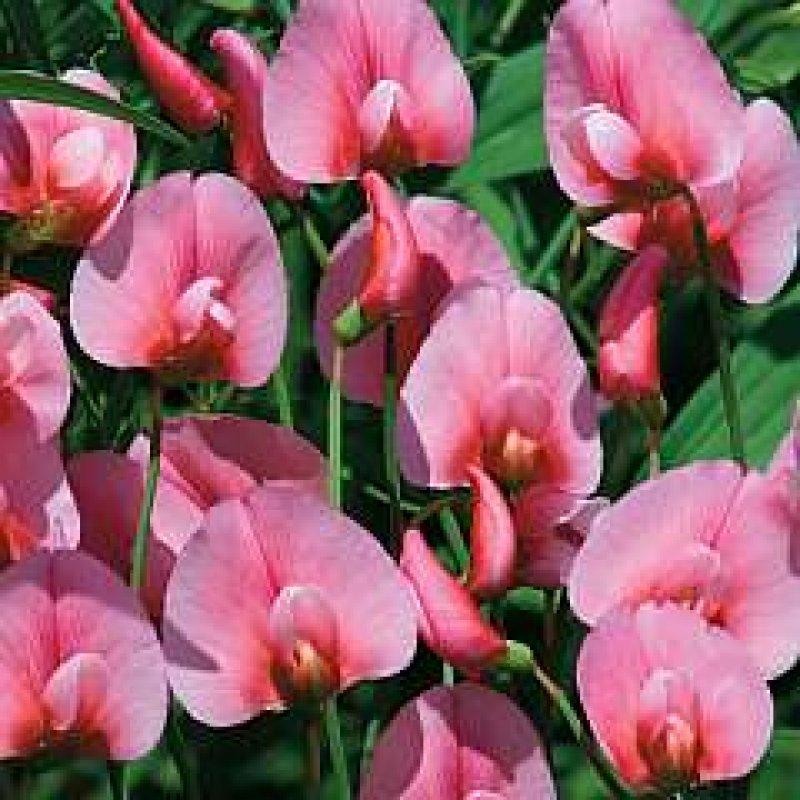 Foto Wicke, Gartenwicke, Tanger-Platterbse 'Rosea' - Lathyrus tingitanus ro