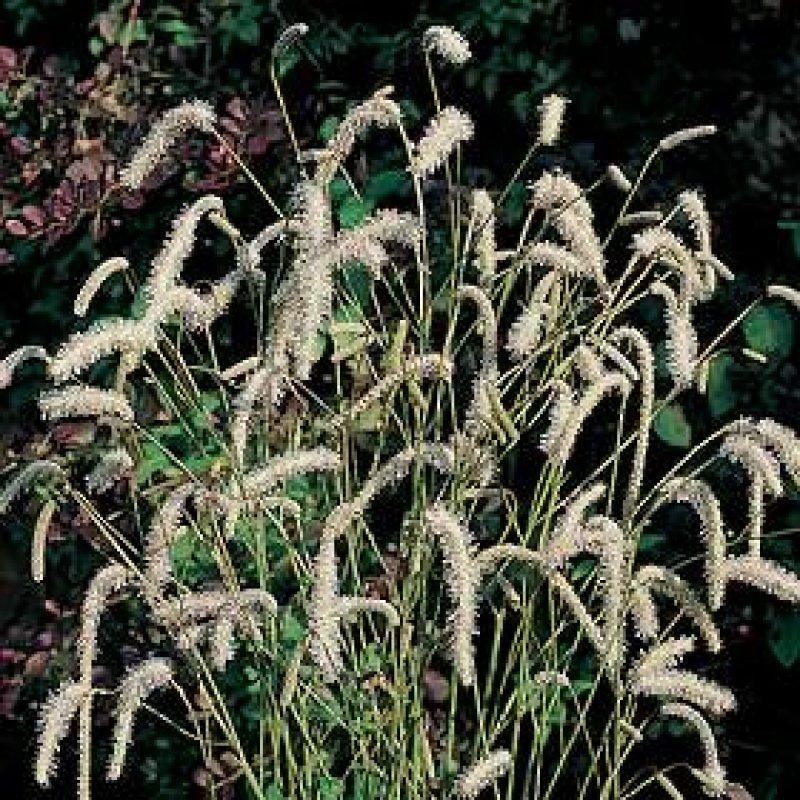 Foto Wiesenknopf - Sanguisorba tenuifolia - Samen