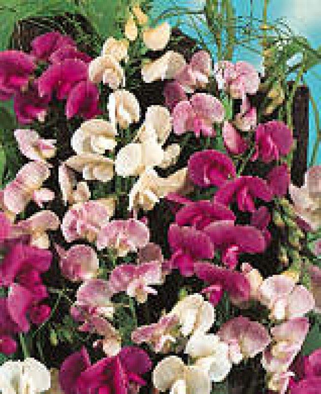 Foto Winterharte Wicke, Farbenmischung - Lathyrus latifolius - Samen