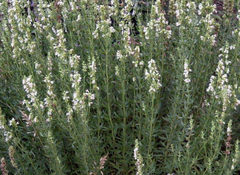 Foto Ysop, weissblühend - Hyssopus officinalis 'Albus' - Samen