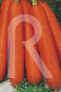 Foto Zanahoria de mesa nantesa toro