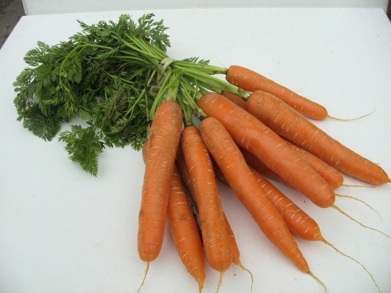 Foto Zanahoria ecologica manojo