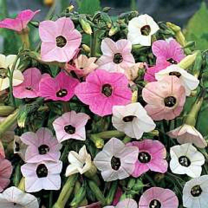 Foto Ziertabak 'Marshmallow' - Nicotiana nutabilis - Samen