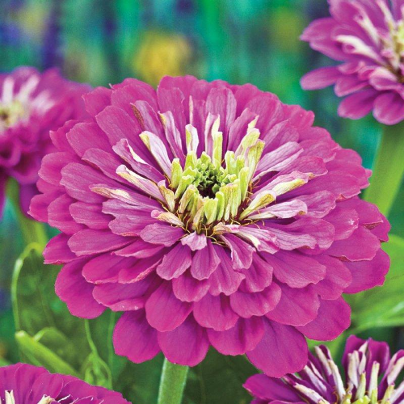 Foto Zinnie 'Purple Prince' - Zinnia elegans - Samen