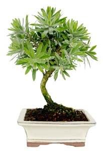 Foto 
Bonsai Callistemon sp.: 6 años 21x25cm



 foto 548676