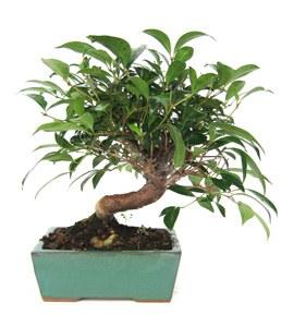 Foto 
Bonsai Eugenia sp.: 7 años 24x27cm



 foto 832930