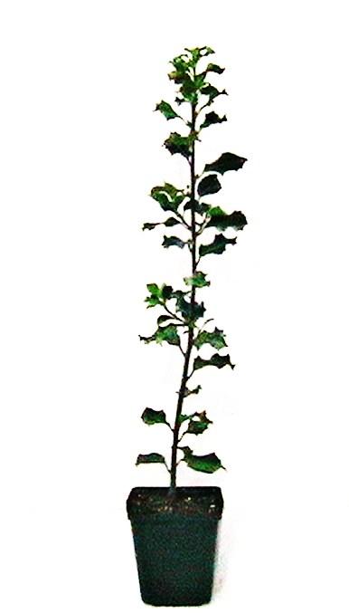 Foto 1 Planta de Acebo, Ilex Aquifolium. Arbol de Navidad. 40 Cm. foto 201798