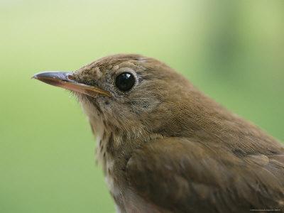 Foto A Close View of the Head and Shoulders of a Wren, Bill Curtsinger - Laminas foto 460306