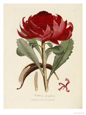 Foto A Specimen of the Botany of New Holland, James Edward Smith - Laminas foto 505743