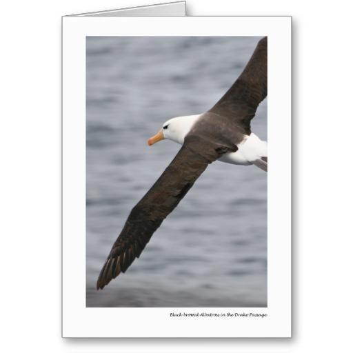 Foto albatros Negro-cejudo en el paso de Drake Tarjetón foto 630332