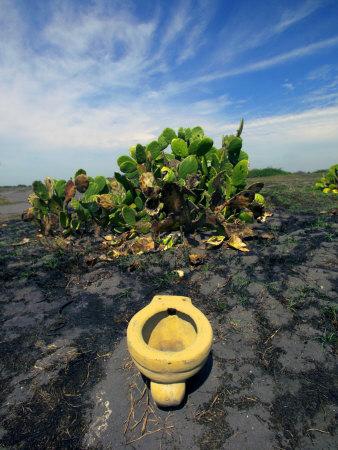 Foto An Toilet on a Black Sand Beach with Cacti, Raul Touzon - Laminas foto 482639