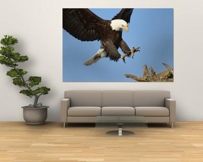 Foto Arte laminado de gran formato American Bald Eagle Comes in for a Landing on a Dead Tree Branch de Paul Nicklen, 183x122 in. foto 589013