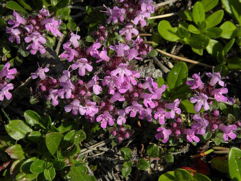 Foto Arznei-Thymian, Feldthymian - Thymus pulegioides - Samen