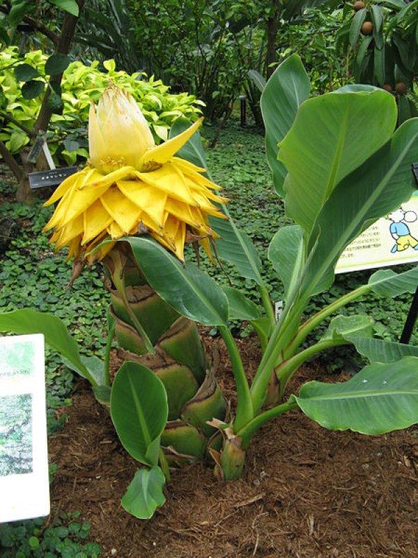 Foto Banane, Golden Lotus Banana - Musella lasiocarpa - Samen foto 123104