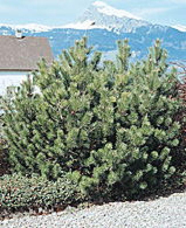 Foto Bergkiefer - Pinus mugo - Samen