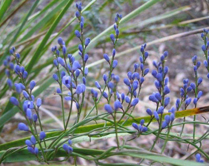 Foto Blue Love Creeper - Comesperma volubile - Samen