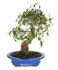 Foto Bonsai celtis sinensis, 20 años