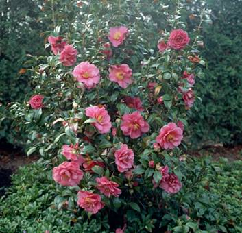Foto Camelia Japónica (7.5 litros)