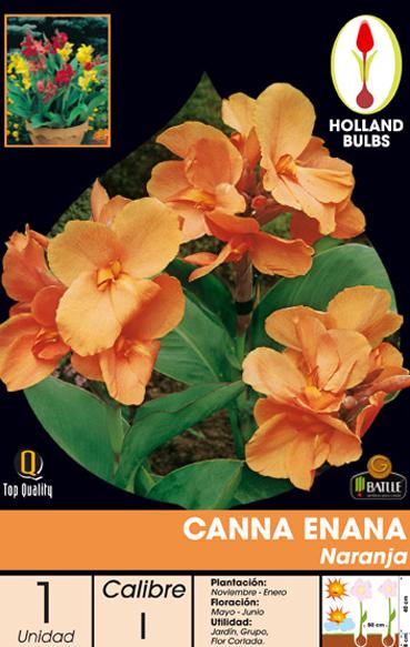 Foto Canna enana naranja foto 601134