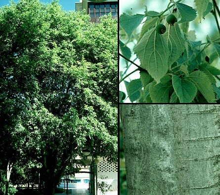 Foto Celtis australis (almez) 200/225cm