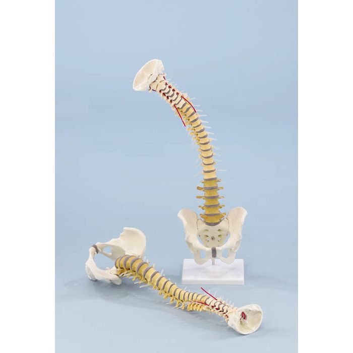 Foto Columna vertebral didáctica con pelvis Erler Zimmer foto 691411