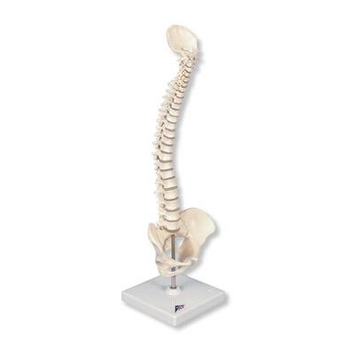 Foto Columna vertebral miniatura, elástica, sobre soporte