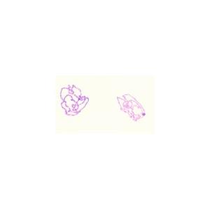 Foto Cromosomas gigantes de glandula salival, m.e. foto 84650