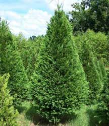 Foto Cupressocyparis Leylandii (2.5 litros)