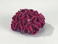 Foto Decoración Europet Decor. Rose-Coral Rojo 8 Cm. foto 639285