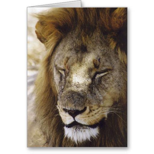 Foto El dormir Simba (león) Tarjetas foto 603460