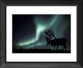 Foto Enmarcado 25x20cm imprimir of Aurora boreal y caribú