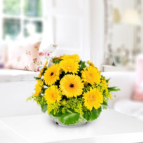 Foto Esplendor de gerberas