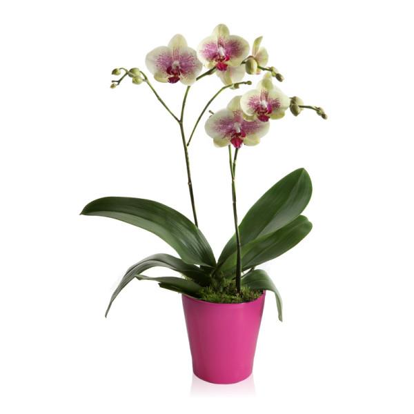 Foto Exótica Orquídea Tigre