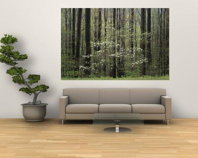 Foto Flowering Dogwood Tree, Great Smoky Mountains National Park, Tennessee, USA foto 176219