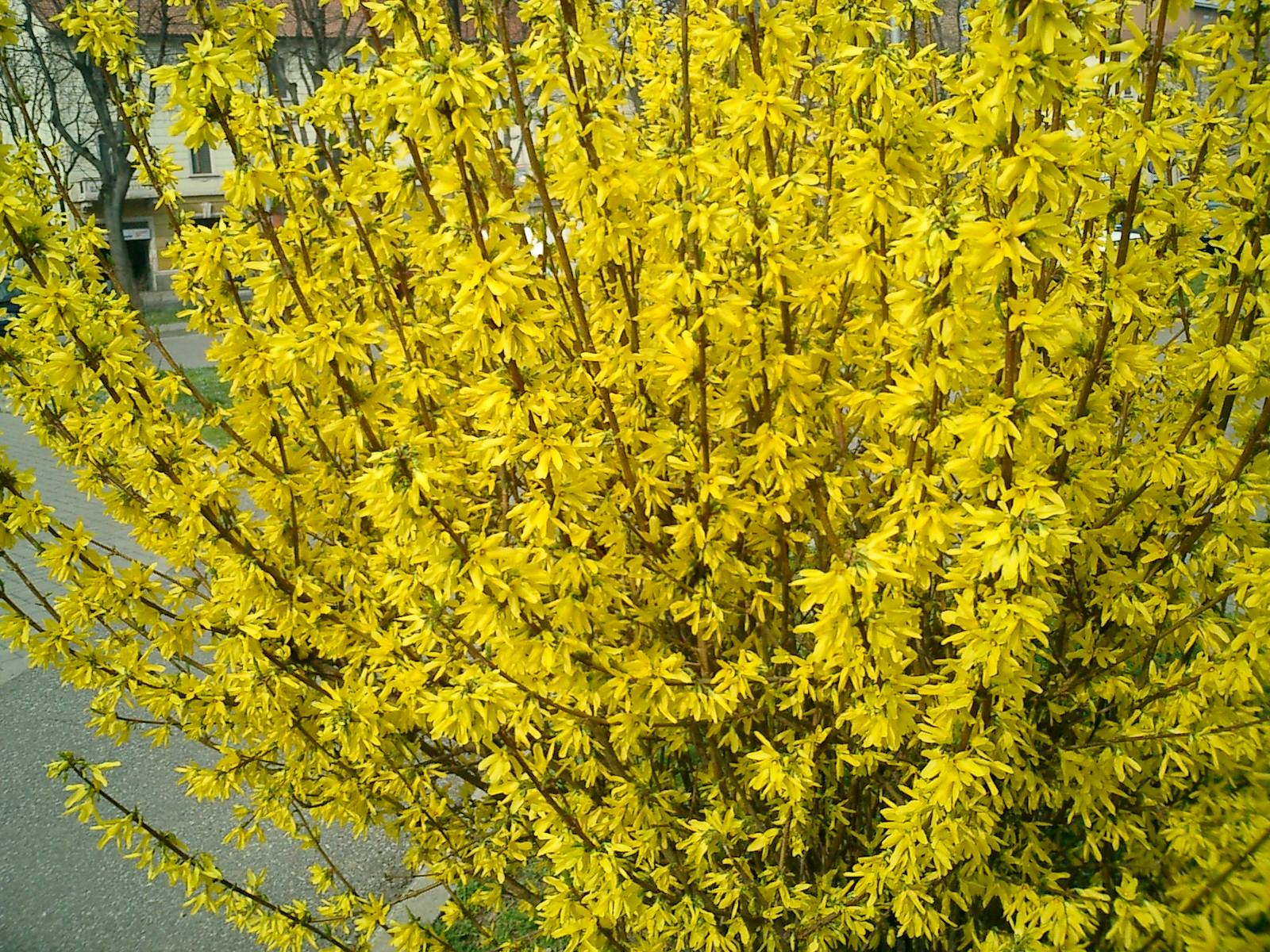 Foto Forsythia en variedades (5 Litros)
