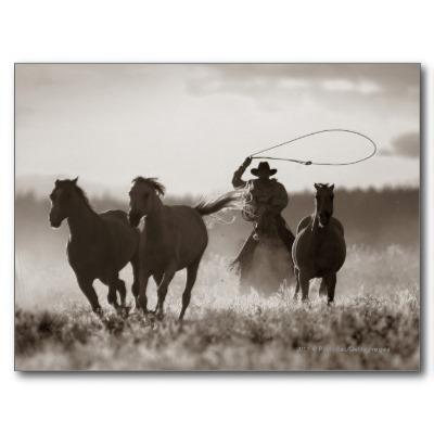 Foto Foto blanco y negro de los caballos de un Lassoing Postal foto 146258