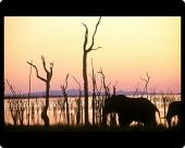 Foto Foto del ratón MAT of Elefante en la orilla del Lago Kariba foto 175272