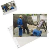 Foto Foto Jigsaw of Pintura de elefante con su tronco foto 317241