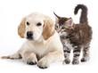 Foto FotoMural Cat and dog
