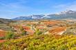 Foto FotoMural Vineyard at Autumn, Basque Country (Spain)