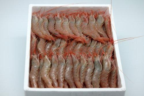 Foto Gamba Blanca de Huelva foto 229048